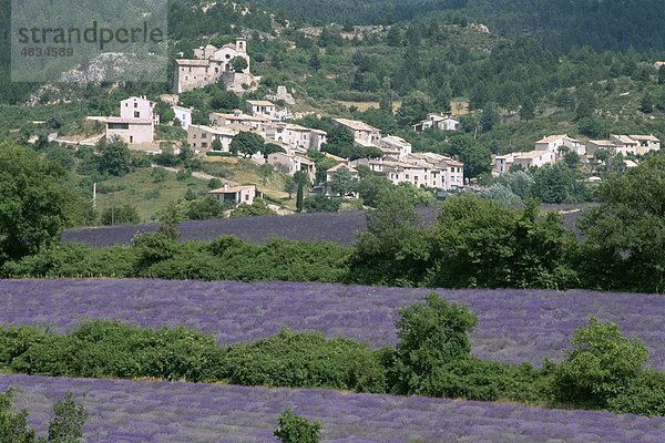 Felder  Frankreich  Europa  Holiday  Jurs  Landmark  Lavendel  Provence  Tourismus  Reisen  Urlaub  Dorf