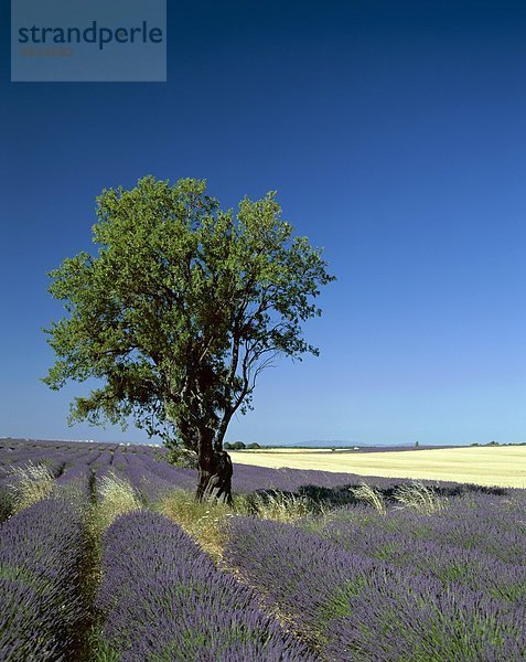 Felder  Frankreich  Europa  Holiday  Landmark  Lavendel  Provence  Puimosson  Tourismus  Reisen  Baum  Urlaub