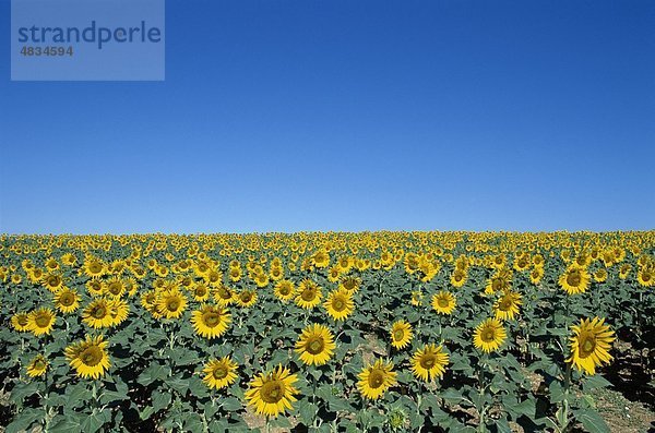 Frankreich  Europa  Urlaub  Landmark  Provence  Sonnenblumen  Tourismus  Reisen  Urlaub