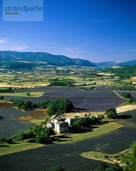 Felder  Frankreich  Europa  Urlaub  Landmark  Lavendel  Provence  Sault  Tourismus  Reisen  Urlaub
