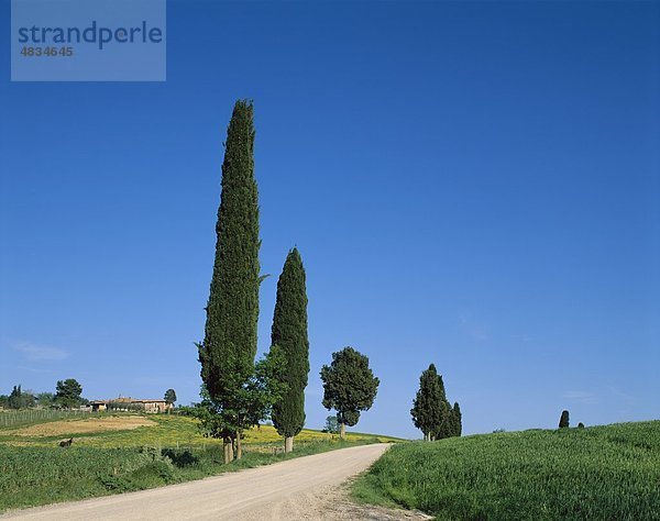 Landschaft  Zypresse  Urlaub  Italien  Europa  Landmark  Road  Toscana  Tourismus  Reisen  Bäume  Toskana  Urlaub  Val D´orcia  V