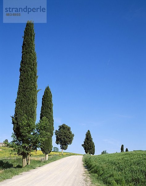 Cypress  Felder  grün  Holiday  Italien  Europa  Landmark  Road  Rural  Tourismus  Reisen  Bäume  Toskana  Urlaub