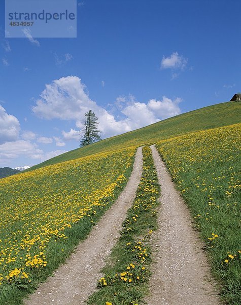 Dolomiten  Blumen  Urlaub  Italien  Europa  Landmark  Road  Rural  Tourismus  Track  Reisen  Urlaub  Wild  gelb