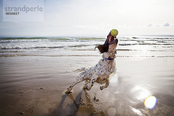 Hund fängt Tennisball am Strand