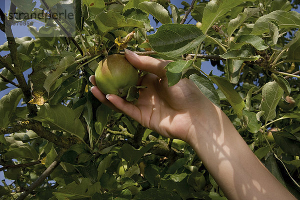 Hand pflückt einen Apfel vom Baum