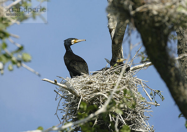 Kormorane im nest