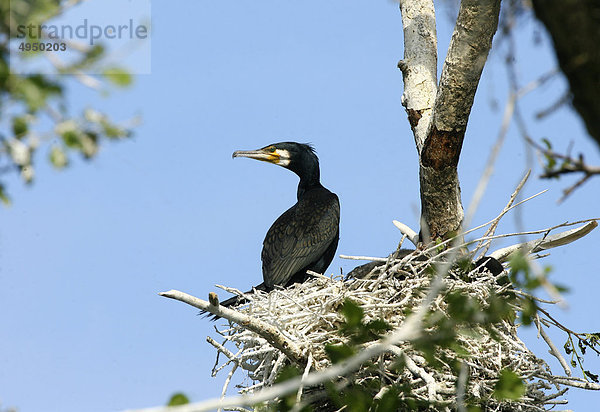 Cormorant im nest