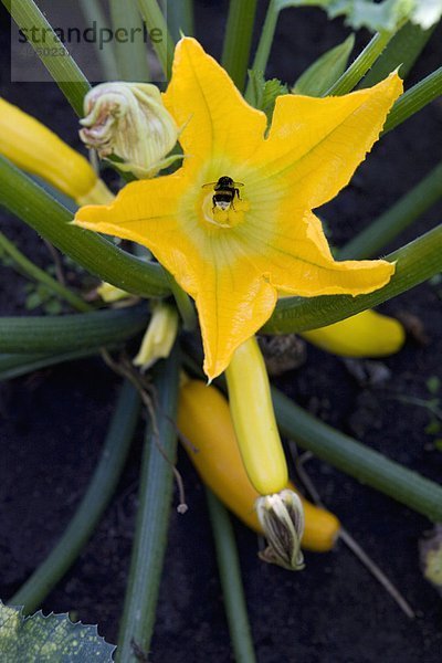 Blume Close-up Zucchini
