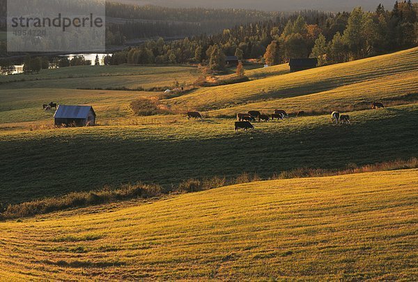 Gruppe von Kühe im Feld in der Dämmerung