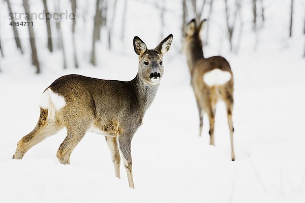 Zwei Reh im Schnee