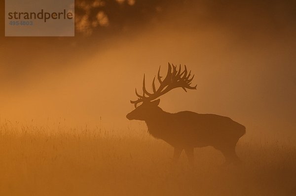 Umgeben von dichten Nebel Rothirsch