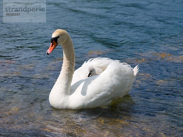 Schwan am Meer