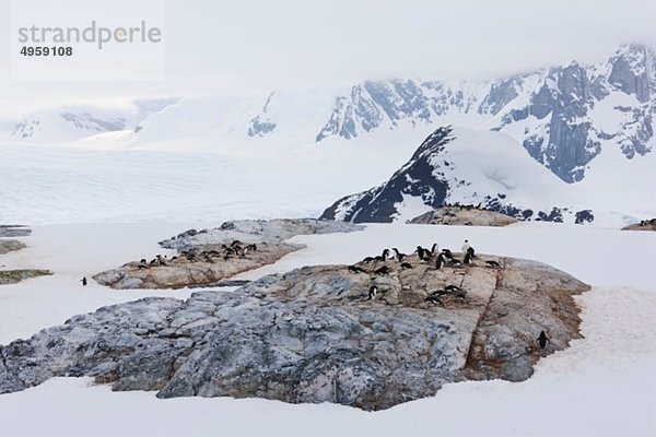Südatlantik  Antarktis  Antarktische Halbinsel  Lemaire-Kanal  Adeliepinguine auf Yalour-Inseln