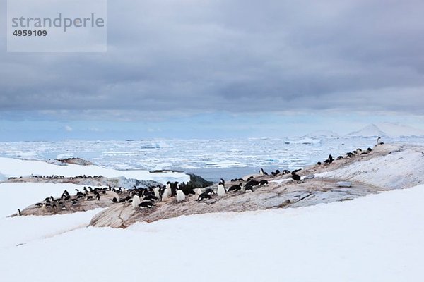Südatlantik  Antarktis  Antarktische Halbinsel  Lemaire-Kanal  Adeliepinguine auf Yalour-Inseln