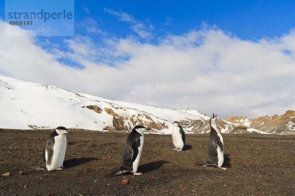 Südatlantik  Antarktis  Antarktische Halbinsel  Süd-Shetland  Deception Island  Chinstrap Pinguin auf Walfängerbucht