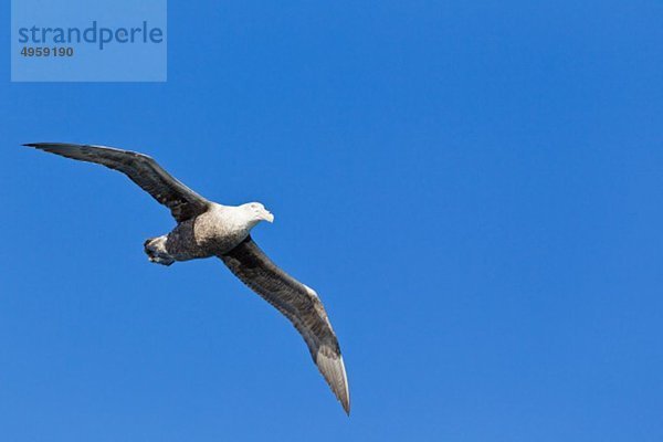 Südamerika  Argentinien  Atlantik  Feuerland  Beagle-Kanal  Südlicher Riesensturmvogel  der am Himmel fliegt