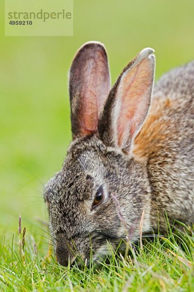 Südamerika  Argentinien  Kaninchen im Tierra del Fuego Nationalpark