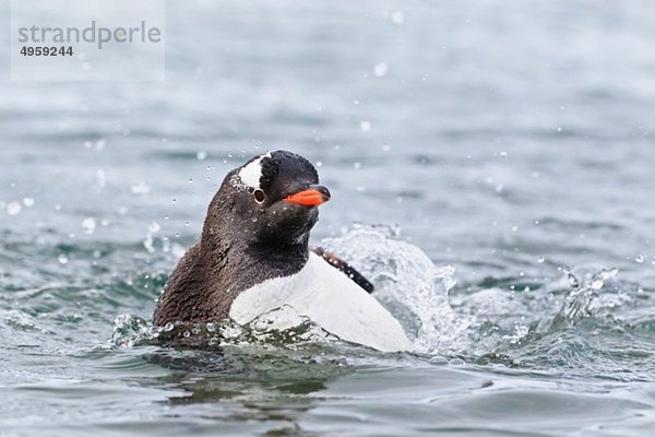 Südatlantik  Antarktis  Antarktische Halbinsel  Gerlache Straße  Gentoo Pinguin beim Baden im Wasser