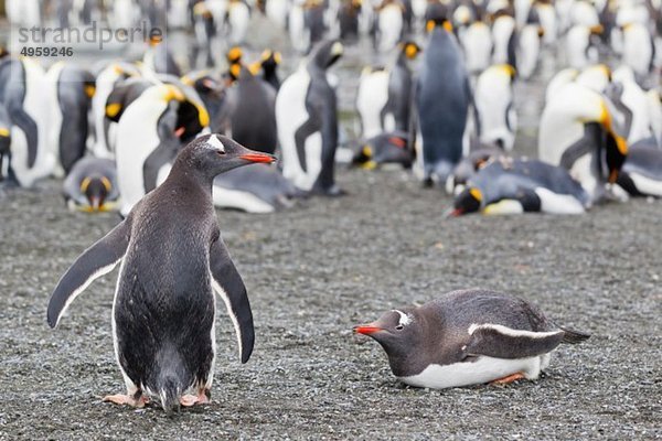 Südatlantik  Großbritannien  Britische Überseegebiete  Südgeorgien  Godthul  Pinguinkolonie