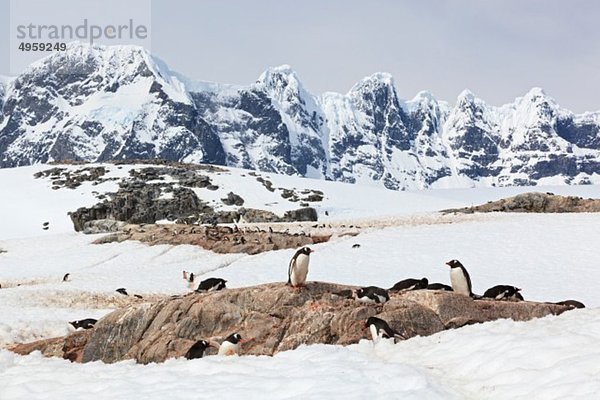 Südatlantik  Antarktis  Antarktische Halbinsel  Gerlache Strait  Eselspinguine auf Felsen stehend
