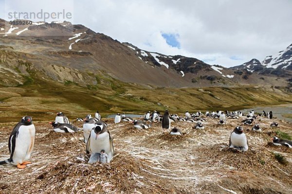 Südatlantik  Großbritannien  Britische Überseegebiete  Südgeorgien  Gentoo-Pinguin mit Küken