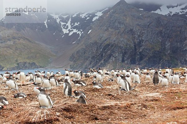 Südatlantik  Großbritannien  Britische Überseegebiete  Südgeorgien  Gentoo-Pinguin mit Küken