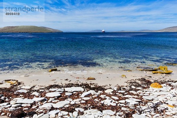 Südatlantik  West Falkland  Falklandinseln  Falkland  Neue Insel  Blick auf Kreuzfahrtschiff im Meer