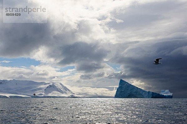Südatlantik  Antarktis  Süd-Shetland-Inseln  Blick auf den Eisberg vor der Elefanteninsel und Möwe  die über das Meer fliegt.
