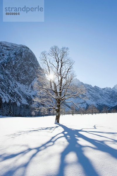 Deutschland  Bayern  Baumschatten auf der Winterlandschaft im Karwendelgebirge