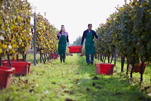 Kroatien  Baranja  Junger Mann und Frau bei der Weinlese im Weinberg