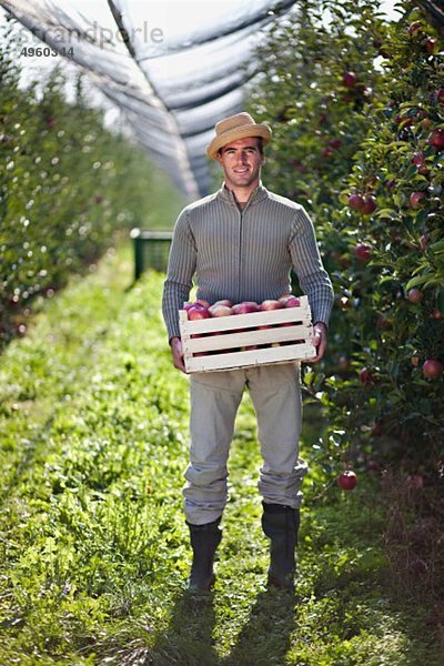 Kroatien  Baranja  Junger Mann mit Apfelkiste im Apfelgarten