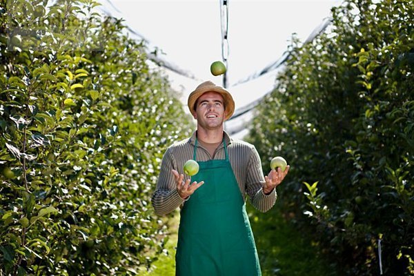 Kroatien  Baranja  Junger Mann jongliert mit Äpfeln im Apfelgarten