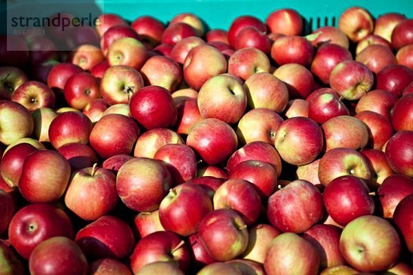 Kroatien  Baranja  Äpfel im Container