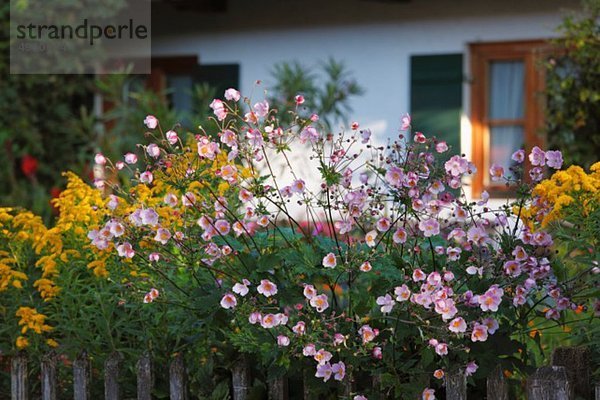 Deutschland  Bayern  Oberbayern  Blick auf japanische Anemonen im Garten des Landhauses