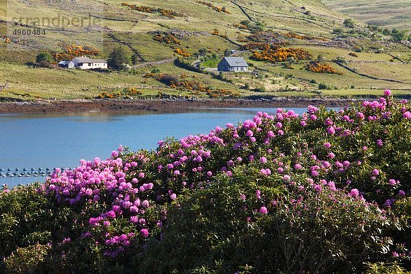Irland  County Galway  Blick auf den Killerhafen mit Rhododendronblüten