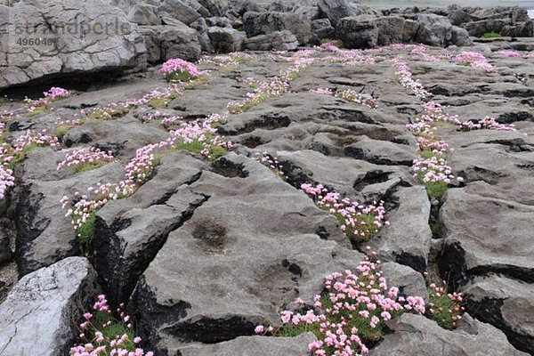 Irland  County Clare  Blick auf das rosa Marschland zwischen den Felsen