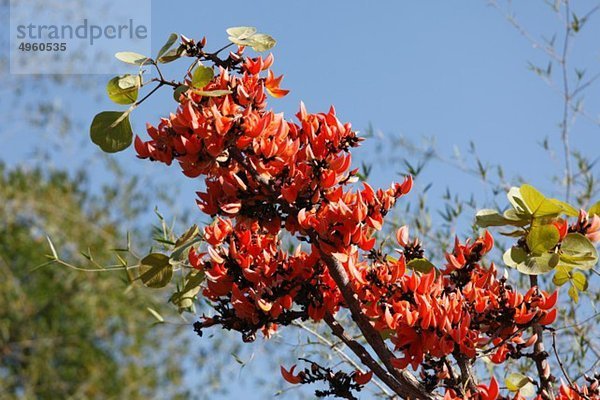 Indien  Tamil Nadu  Blick auf Papageienbaum im Wald