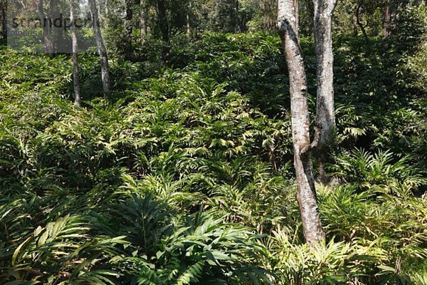Indien  Kerala  Western Ghats  Blick auf die Kardamomplantage