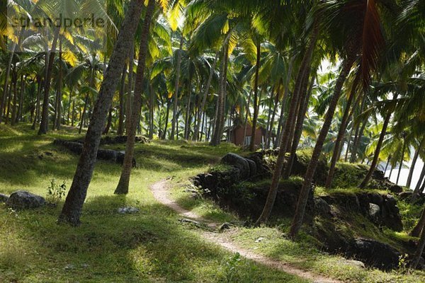 Indien  Südindien  Kerala  Malabarküste  Kokospalmenwald