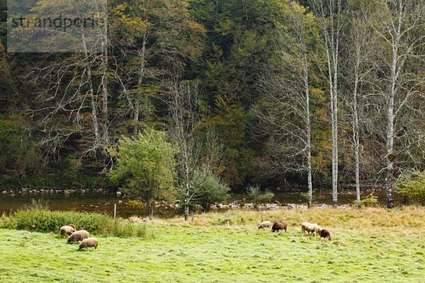 Europa  Kroatien  Gorski Kotar  Tiere auf der Weide im Risnjak Nationalpark