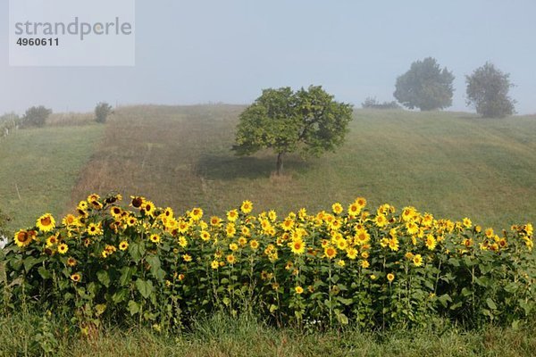 Österreich  Burgenland  Blick auf Sonnenblumen