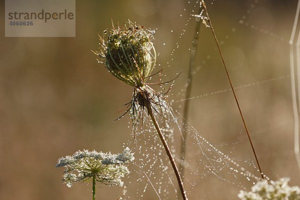 Deutschland  Bayern  Spinnennetz auf wilder Karotte mit Tautropfen
