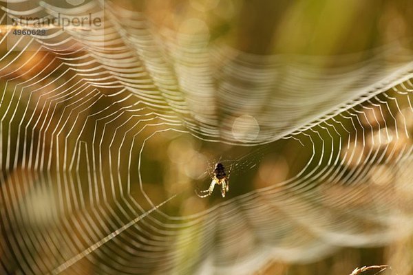 Deutschland  Bayern  Spinne im Spinnennetz  Nahaufnahme