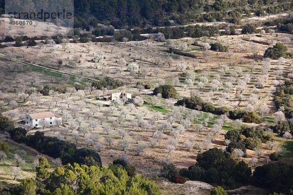 Spanien  Balearen  Mallorca  Blick auf puig de randa und blühende Mandelbäume
