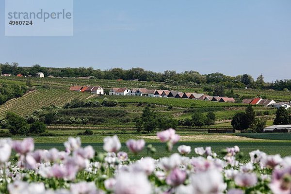 Österreich  Niederösterreich  Weinviertel  Blick auf die Kellergasse in haugsdorf