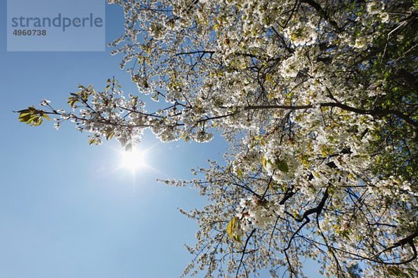 Niederösterreich  Blühender Kirschbaum gegen den Himmel