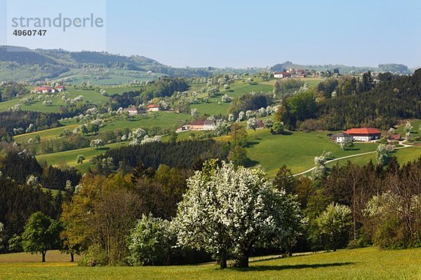 Österreich  Niederösterreich  Waldviertel  Mostviertel  Biberbach  Blick auf blühende Birnbäume