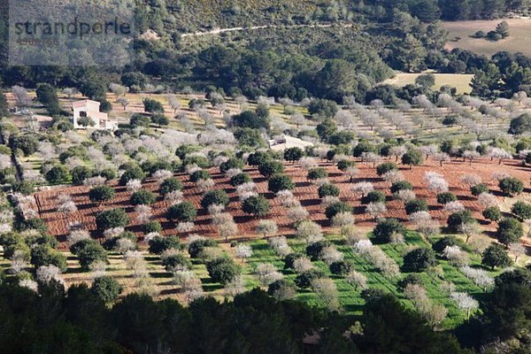 Spanien  Balearen  Mallorca  Felanitx  Blühende Mandelbäume und andere Bäume von castell de santueri