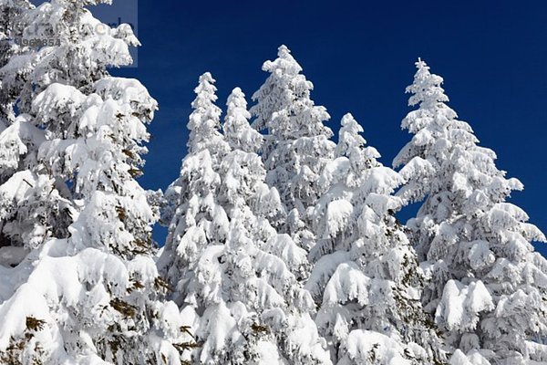 Deutschland  Bayern  Oberbayern  Garmisch-Partenkirchen  Blick auf Schneefichten