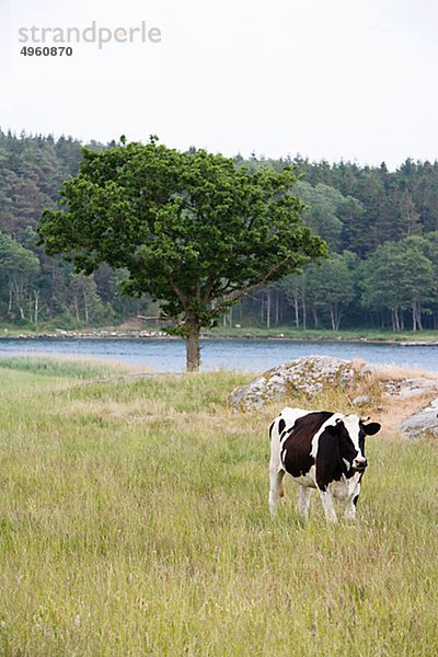 Kühe  Smogen  Schweden.